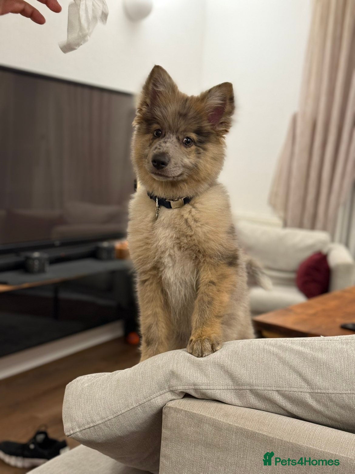 Mixed Breed dogs Miss H - Advert 2