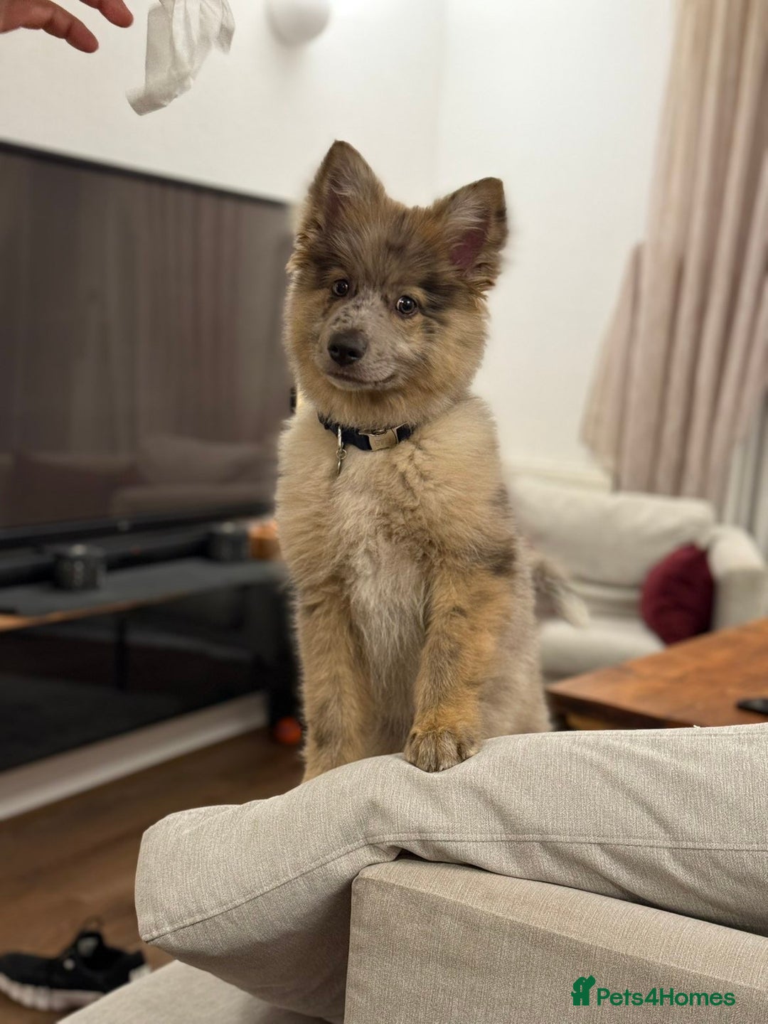 Mixed Breed dogs for sale: Miss H - Advert 1