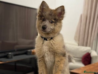 Mixed Breed dogs Miss H - Advert 2