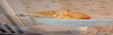 Mixed Breed Kitten 3