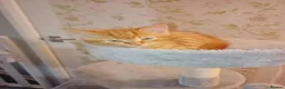 Mixed Breed cats for sale: 3 kittens for sale  - Advert 3