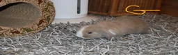 Mini Lop rabbits for sale: Mini Lop babies x 3 - Advert 17