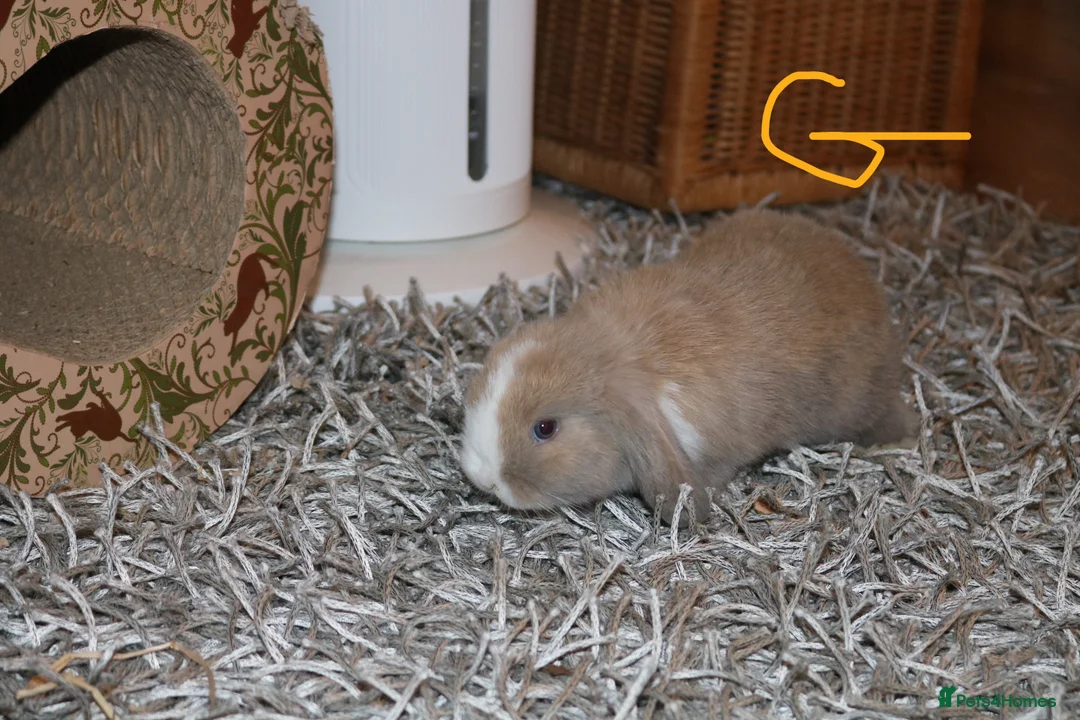 Mini Lop rabbits for sale: Mini Lop babies x 3 - Advert 17