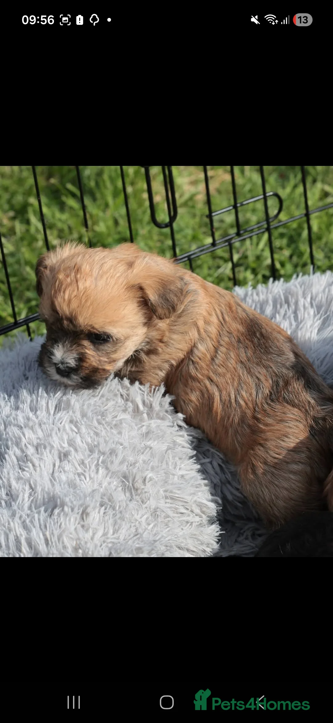 Mixed Breed dogs for sale: Cocker spaniel cross puppies - Advert 2
