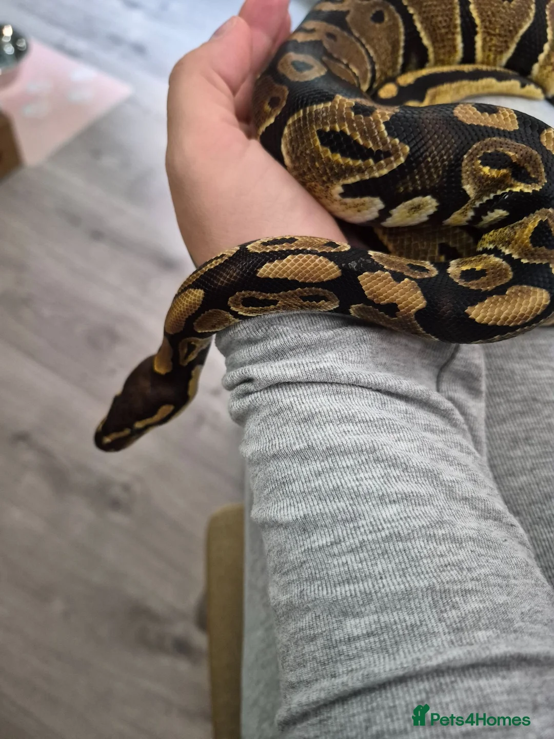 Python Snake reptiles for sale: 1.5 year old male royal python  - Advert 2