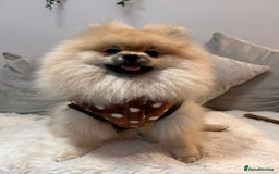 Pomeranian dogs for sale: Pomeranian male  - Image 5