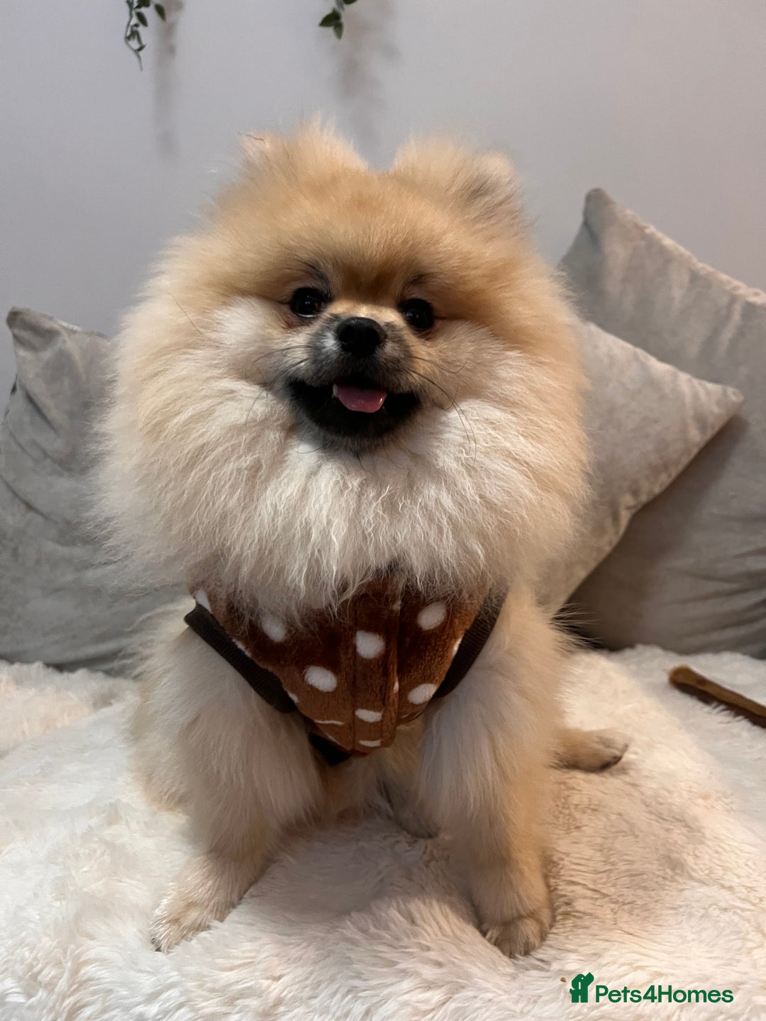 Pomeranian dogs for sale: Pomeranian male  - Image 5