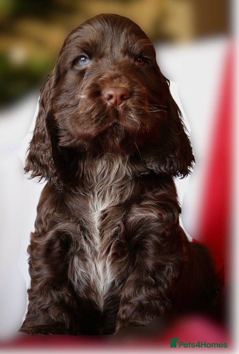Cocker Spaniel dogs KC Registered Show Cocker Spaniel Puppies - Advert 14
