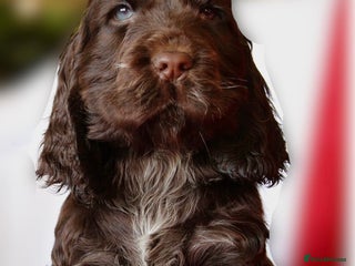 Cocker Spaniel dogs KC Registered Show Cocker Spaniel Puppies - Advert 11