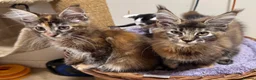 Maine Coon cats for sale: READY TO LEAVE NOW GCCF PEDIGREE MAINECOON KITTENS - Advert 28