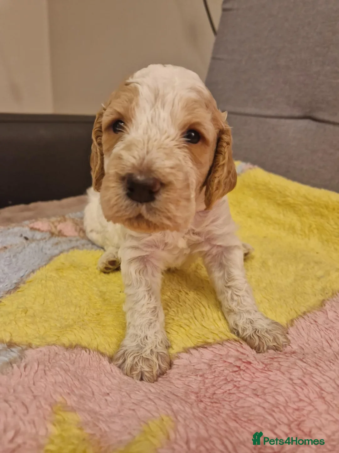 Cockapoo dogs for sale: F2 Cockapoo Puppies - Advert 32