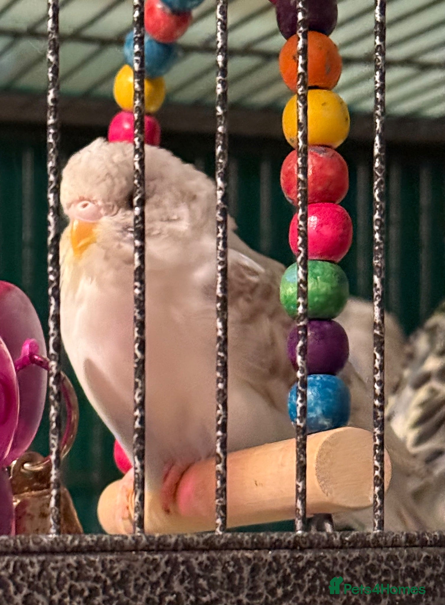 Budgerigars birds Budgies available male&females runcorn area   - Advert 2