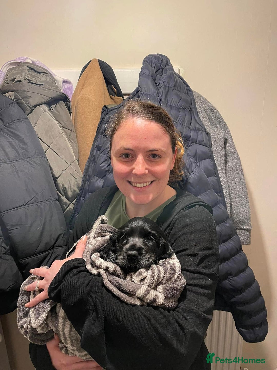 Cocker Spaniel dogs for sale: Pedigree KC Show Cocker Spaniel Puppies - Advert 13