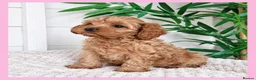 Cavapoo dogs for sale: Gorgeous cavapoo puppies from DNA tested parents - Advert 31