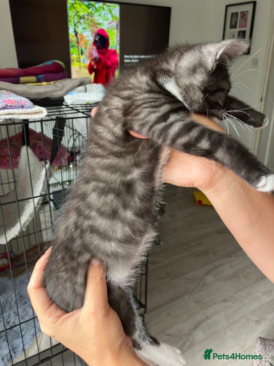 Russian Blue cats for sale: Silver tabby black tabby kittens  - Image 13
