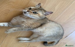 Scottish Fold cats for sale: Scottish Straight Cats  - Image 3