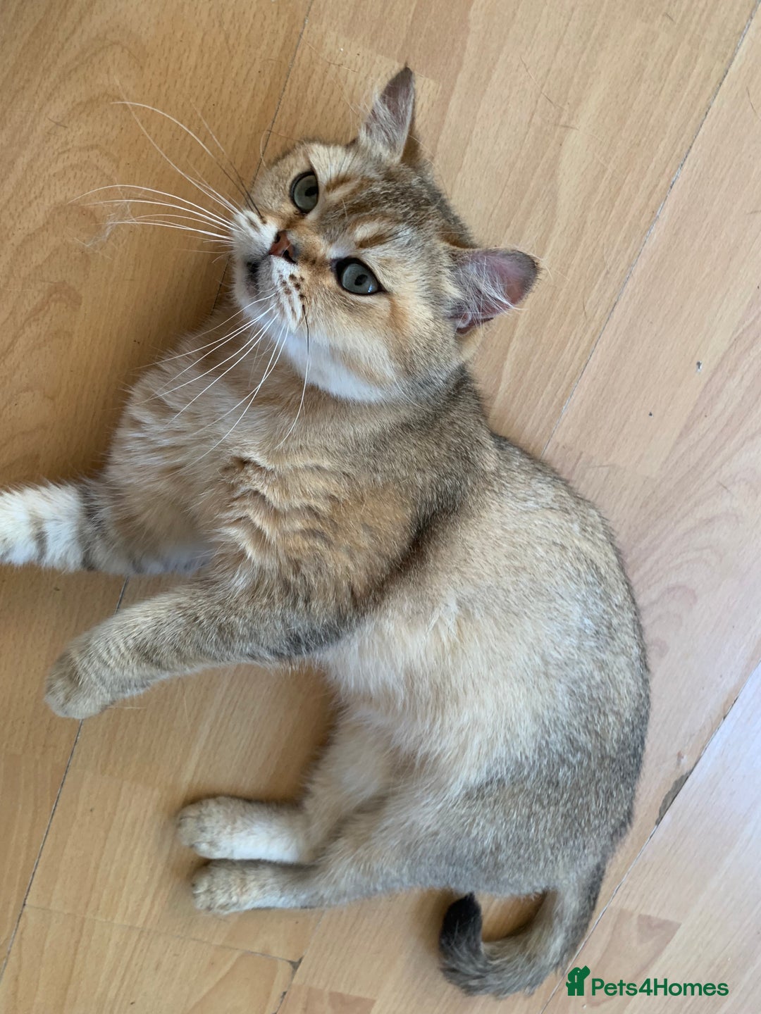 Scottish Fold cats for sale: Scottish Straight Cats  - Image 3