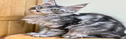 Maine Coon cats for sale: Beautiful Maine coon cats - Advert 4