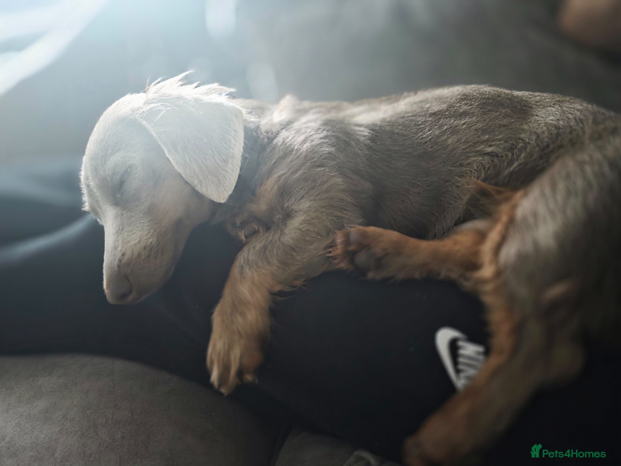Miniature Dachshund dogs for sale: Mr Marley  in Glasgow - Advert 5