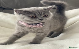 British Shorthair cats for sale: Beautiful  bsh gccf girl (champion breed lines) in Swanley - Image 6