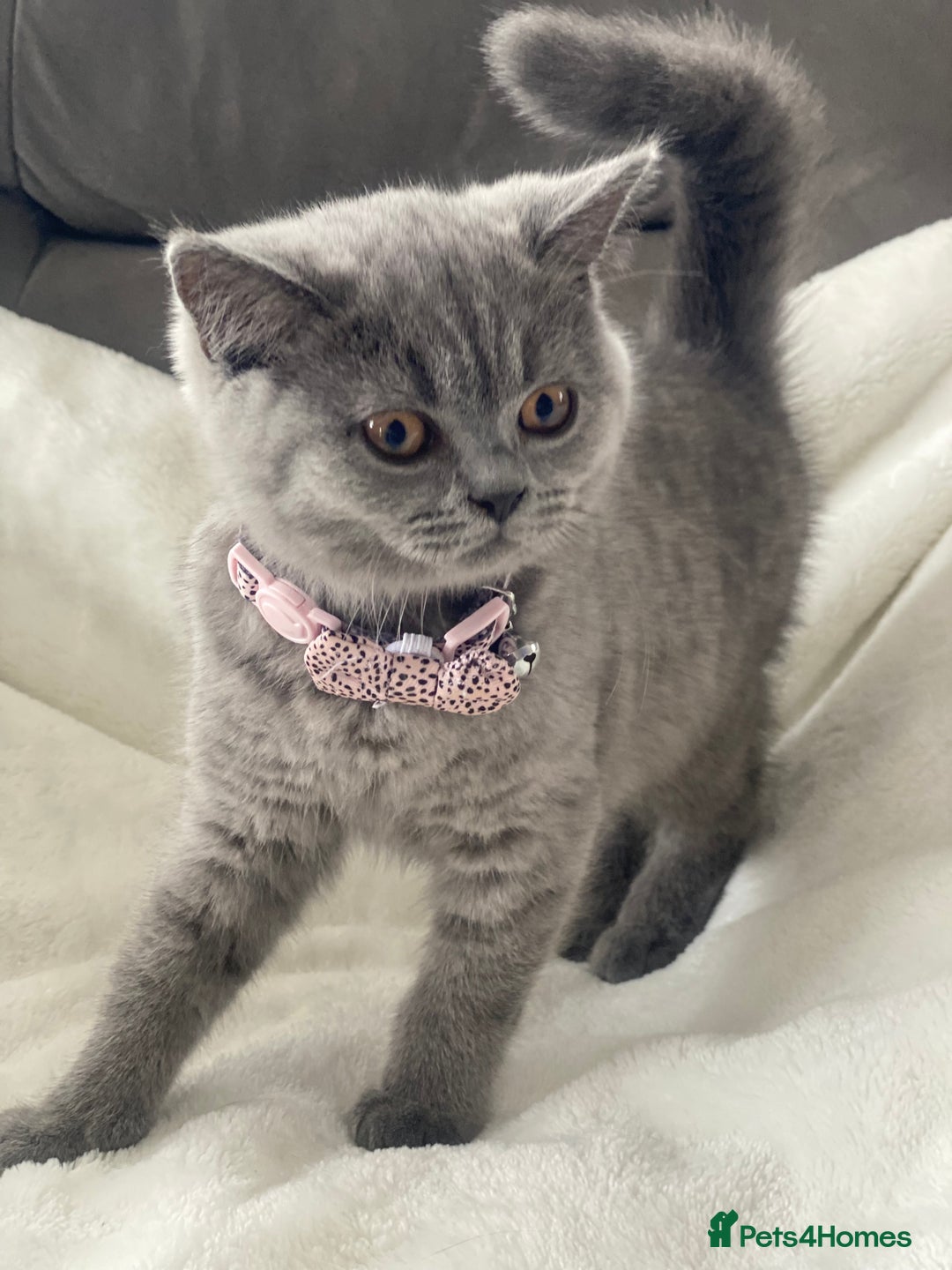British Shorthair cats for sale: Beautiful  bsh gccf girl (champion breed lines) in Swanley - Image 6