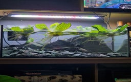 Axolotl reptiles for sale: Axolotl  - Image 2