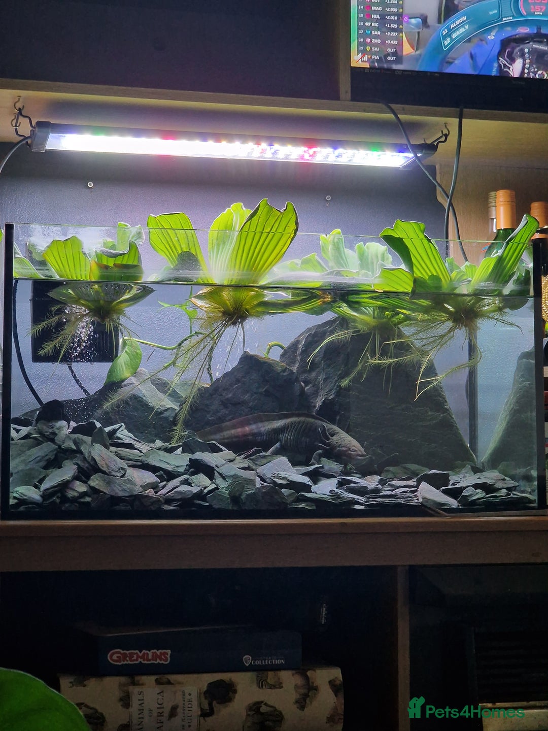 Axolotl reptiles for sale: Axolotl  - Image 2