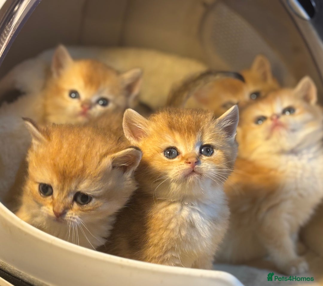 British Shorthair cats for sale: Full Pedigree Golden tipped British Shorthair - Advert 6