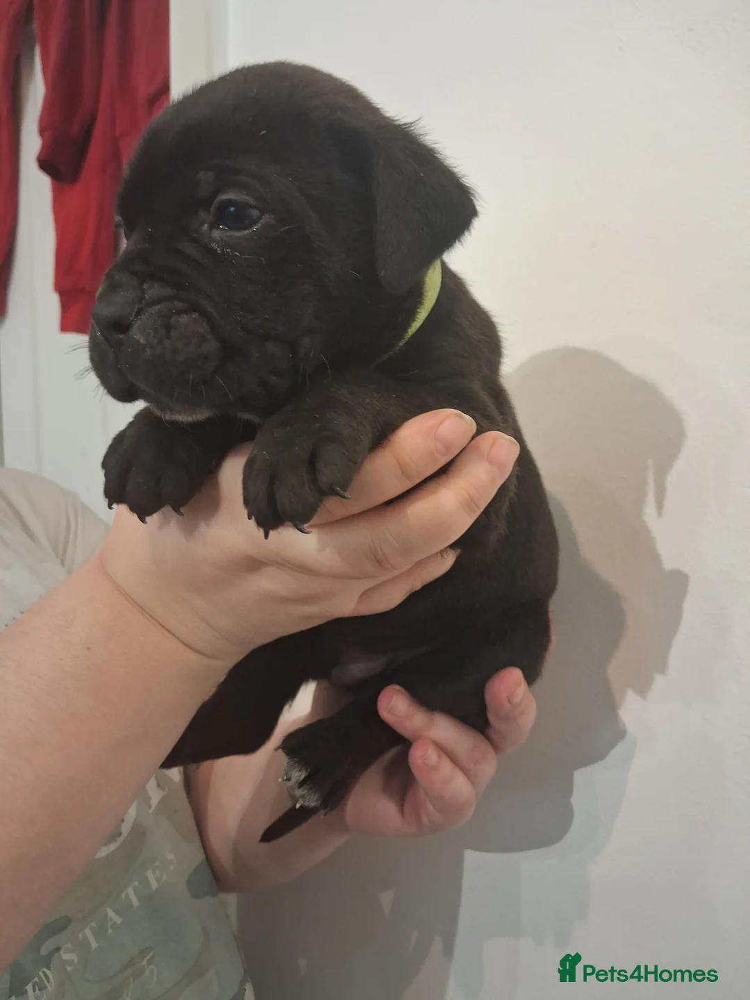 Mixed Breed dogs for sale: Alapaha Blue Blood Bulldog X Cane Corso Puppies  - Advert 24