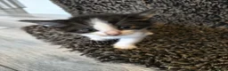 Mixed Breed cats for sale: Kittens for sale  in Ipswich - Advert 3