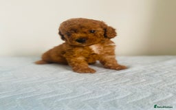 Maltipoo dogs for sale: 🐾 F1BB Maltipoo Puppies  - Image 1