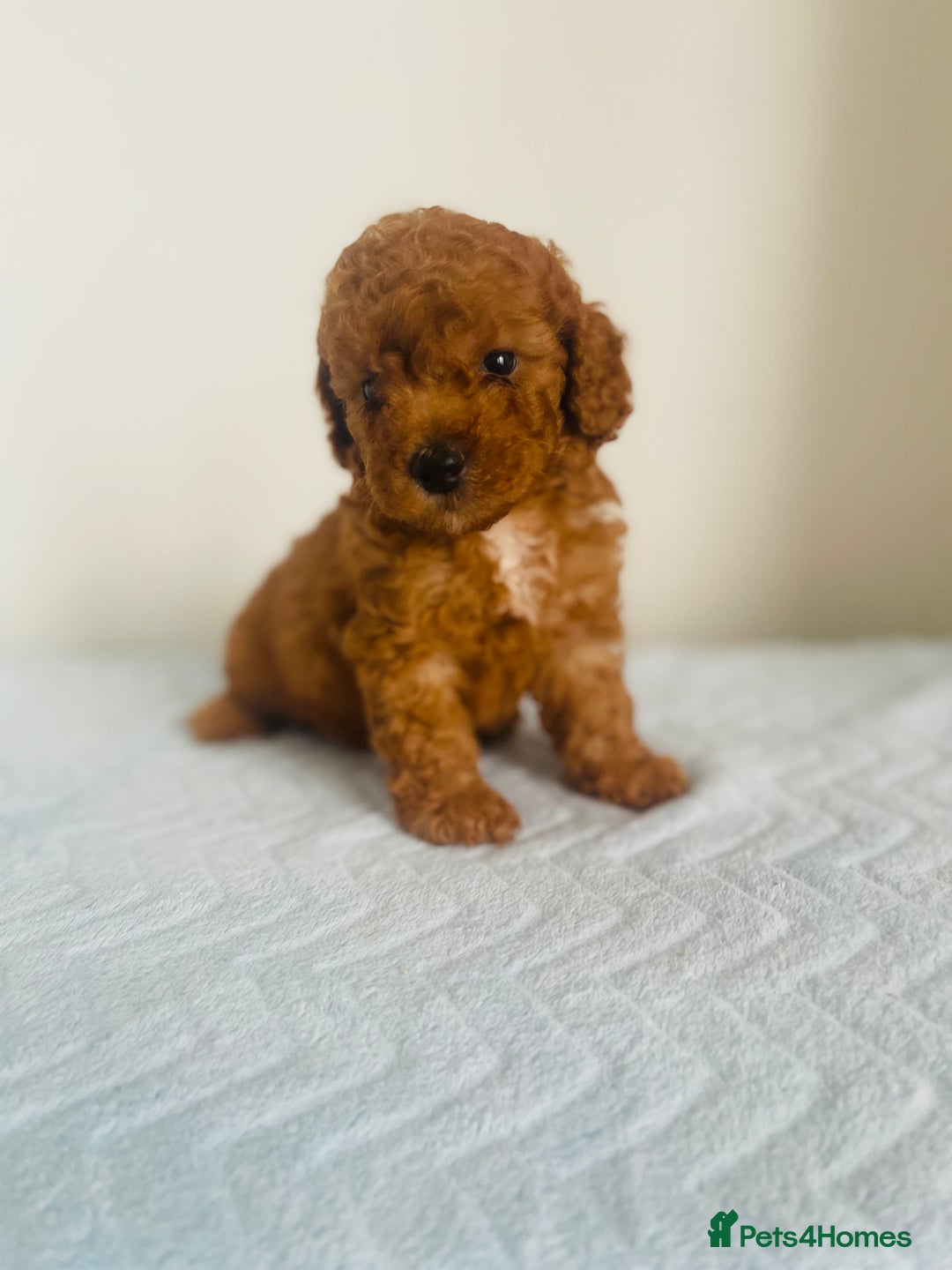 Maltipoo dogs for sale: 🐾 F1BB Maltipoo Puppies  - Image 1