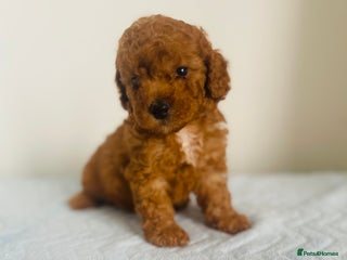 Maltipoo dogs - Advert 2