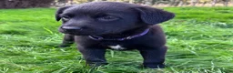 Mixed Breed dogs for sale: HUNTADOR PUPPIES READY FOR THEIR NEW HOMES!  - Advert 12