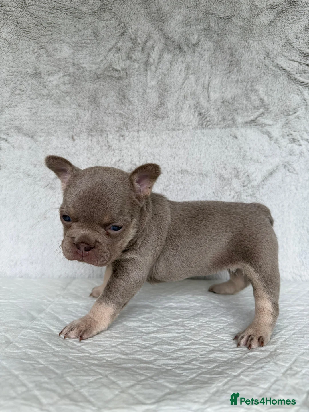 French Bulldog dogs for sale: KC registered new shade French Bulldog puppies - Advert 31