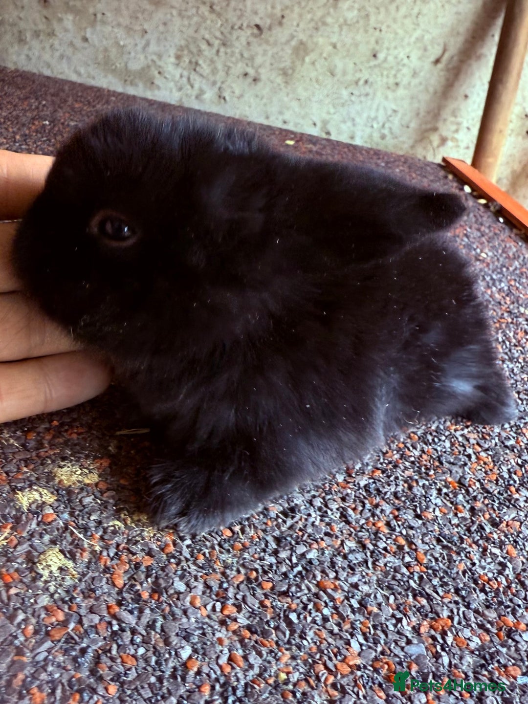 Mini Lop rabbits for sale: Top quality mini lop babies  - Image 17