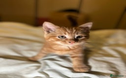 Mixed Breed cats for sale: Gorgeous fluffy kittens  - Advert 1