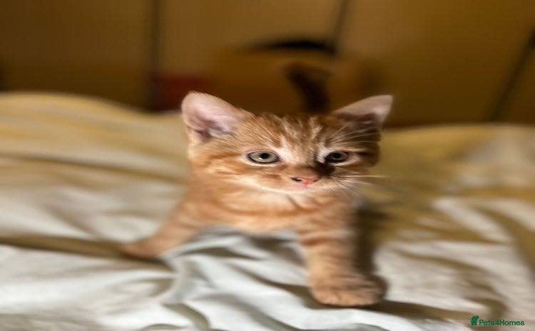 Mixed Breed cats Gorgeous fluffy kittens  - Advert 1