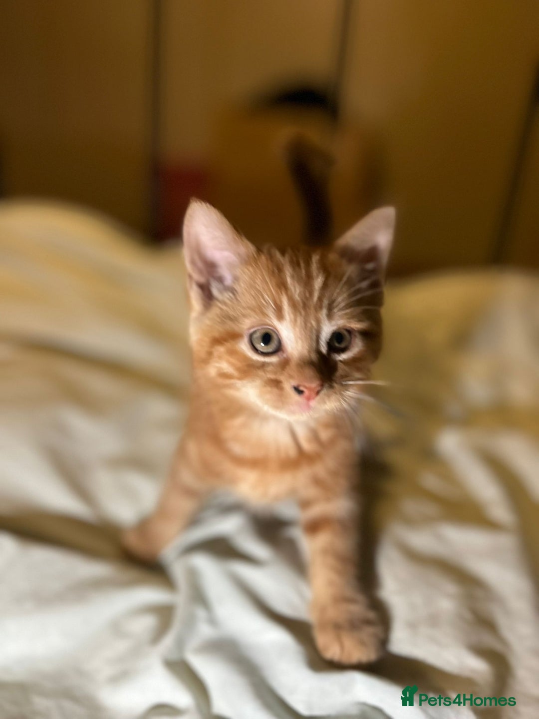 Mixed Breed cats for sale: Gorgeous fluffy kittens  - Advert 1