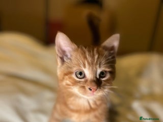 Mixed Breed cats Gorgeous fluffy kittens - Advert 1