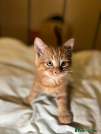 Mixed Breed cats Gorgeous fluffy kittens - Advert 1