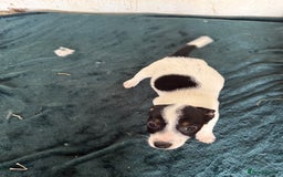 Jack Russell dogs for sale: Jack Russell puppies rough/smooth coat ready now  - Image 8
