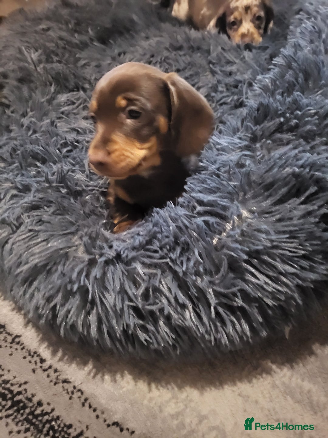 Dachshund dogs for sale: Litter of four beautiful dachshunds - Advert 11