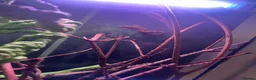 Corn Snake reptiles for sale: 2x corn snakes 1x mourning gecko with full setups - Advert 20