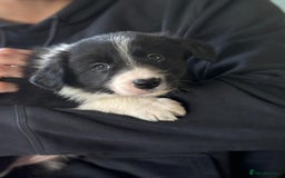 Border Collie dogs for sale: Border Collie puppies - Image 10