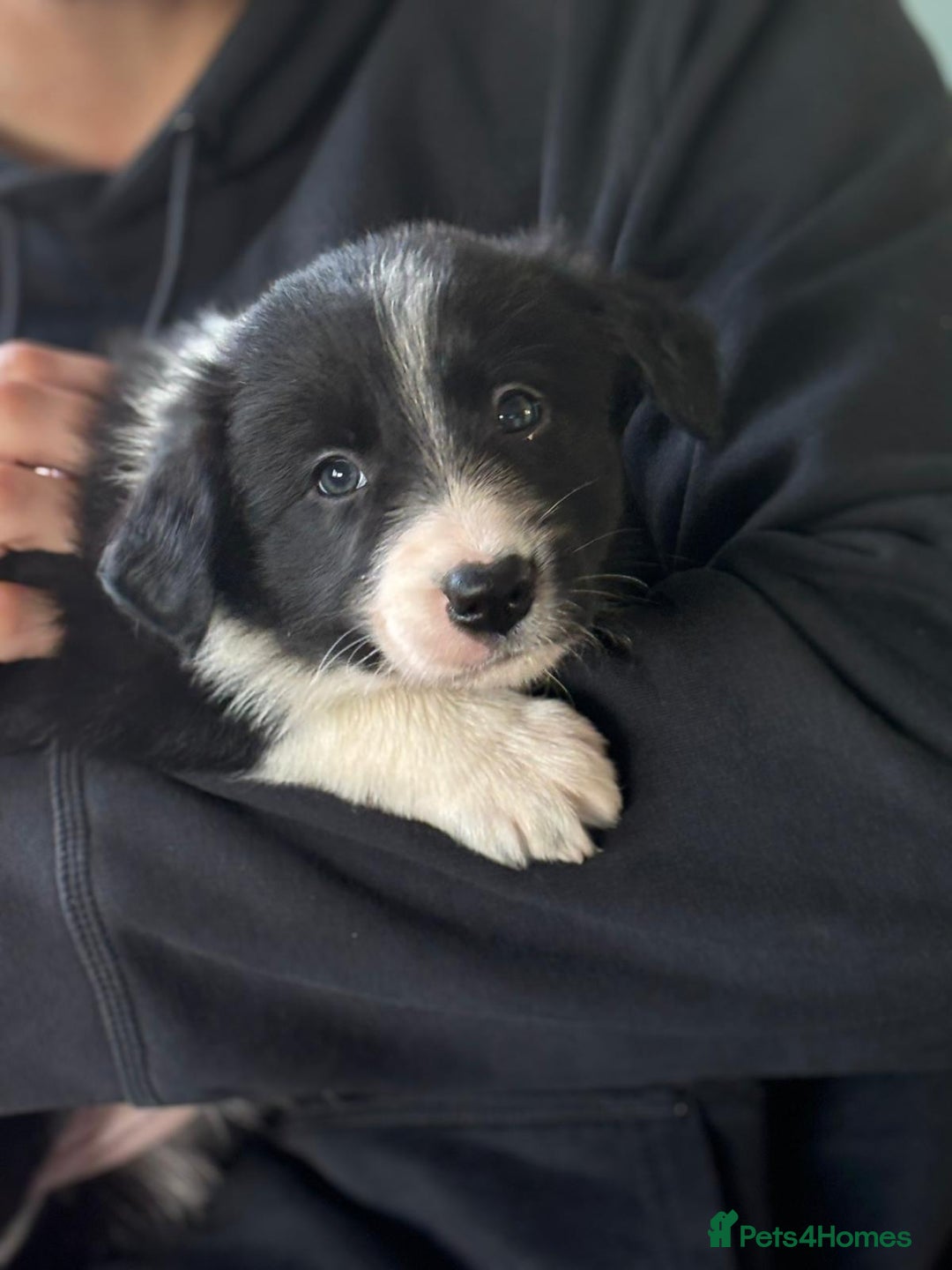 Border Collie dogs for sale: Border Collie puppies - Image 10