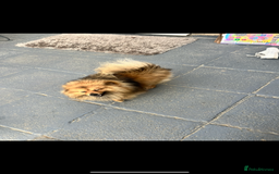 Pomeranian dogs for sale: Our 3 year old Pomeranian boy  - Image 4