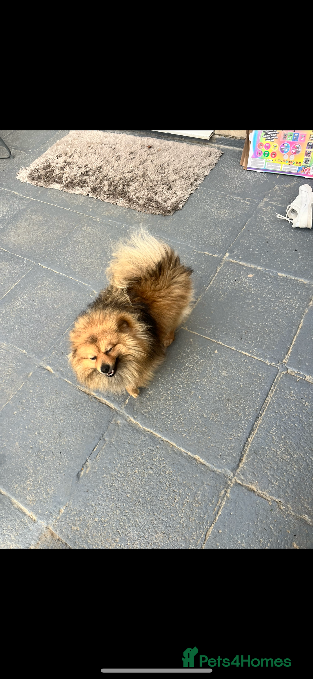 Pomeranian dogs for sale: Our 3 year old Pomeranian boy  - Image 4