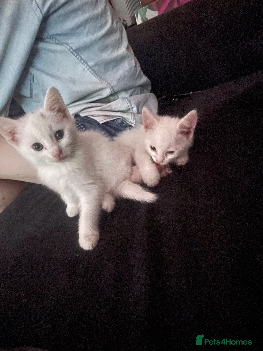 British Shorthair cats for sale: One white all white boy and girl has small patch  in Birmingham - Advert 2