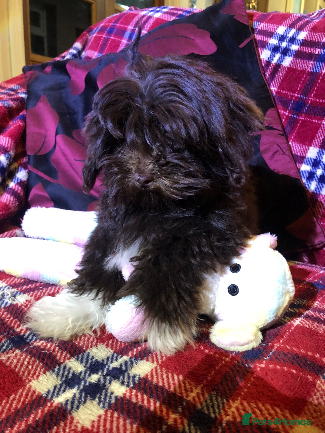 Cockapoo dogs for sale: Cockapoo puppies for sale  - Advert 40